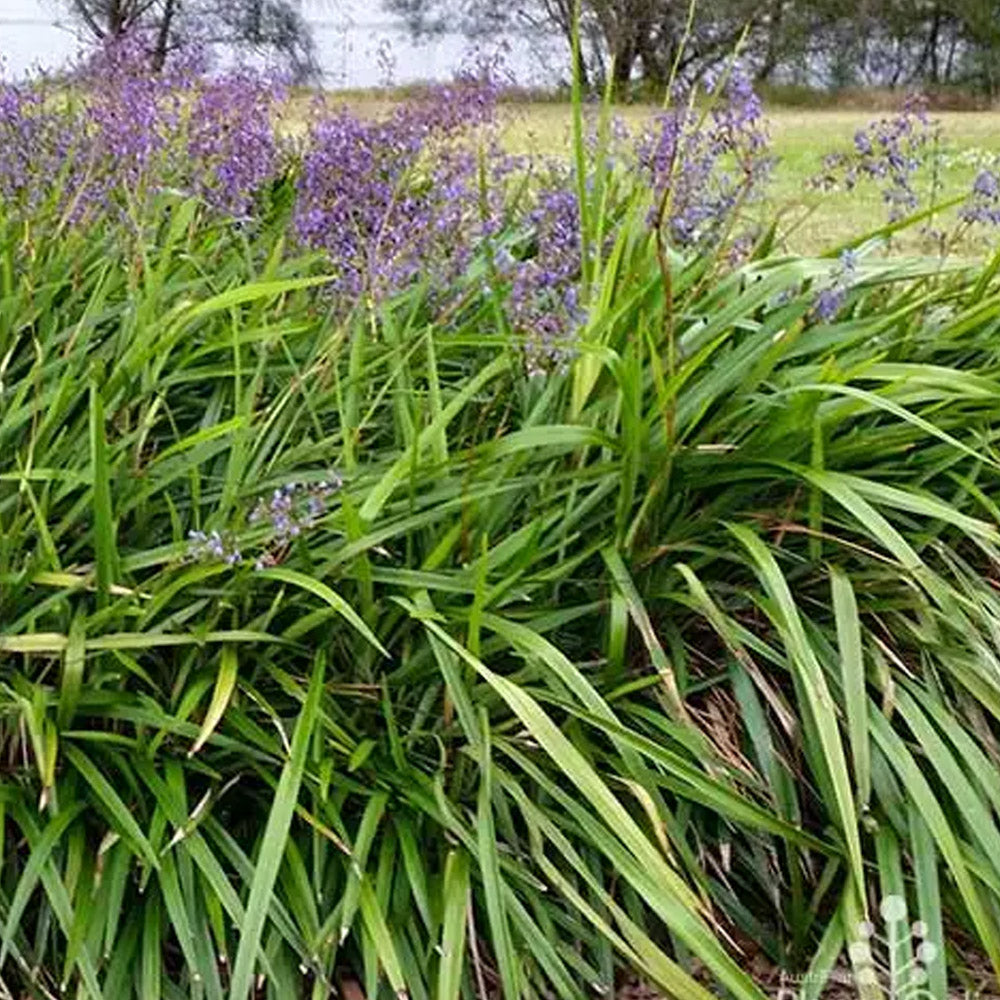 Dianella