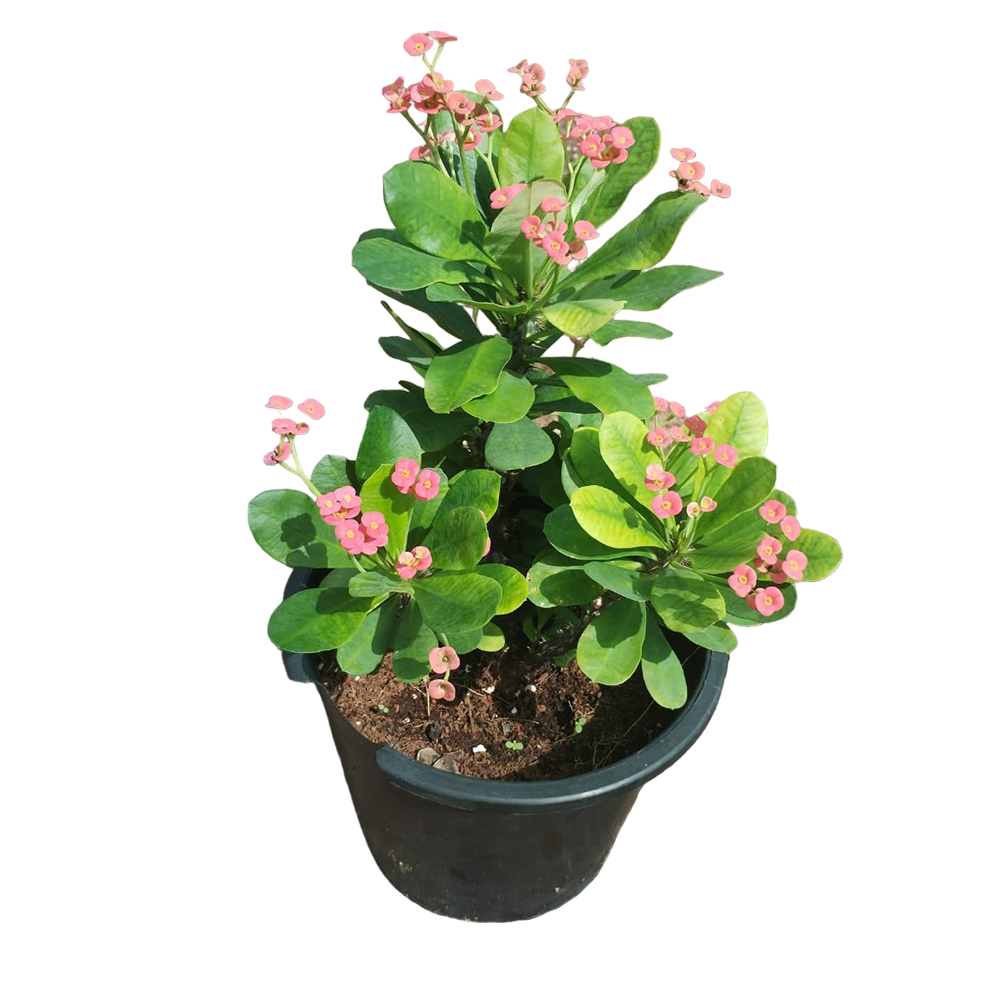 Euphorbia-Milli-Red