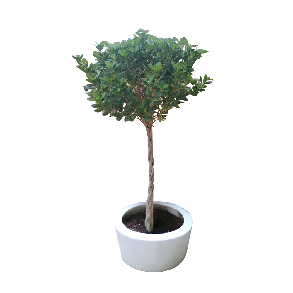 Ficus Microcarpa Twist
