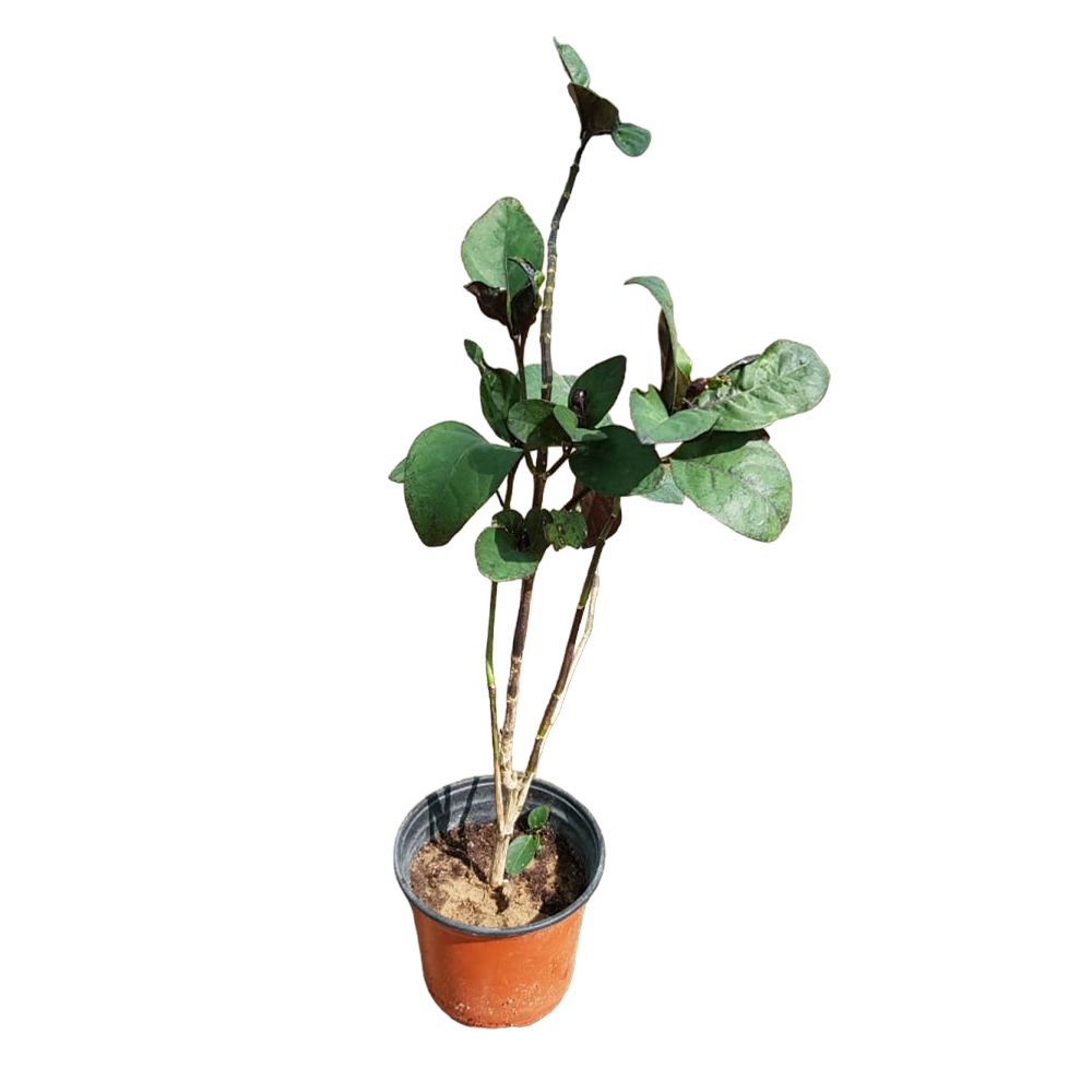 Pseuderanthemum