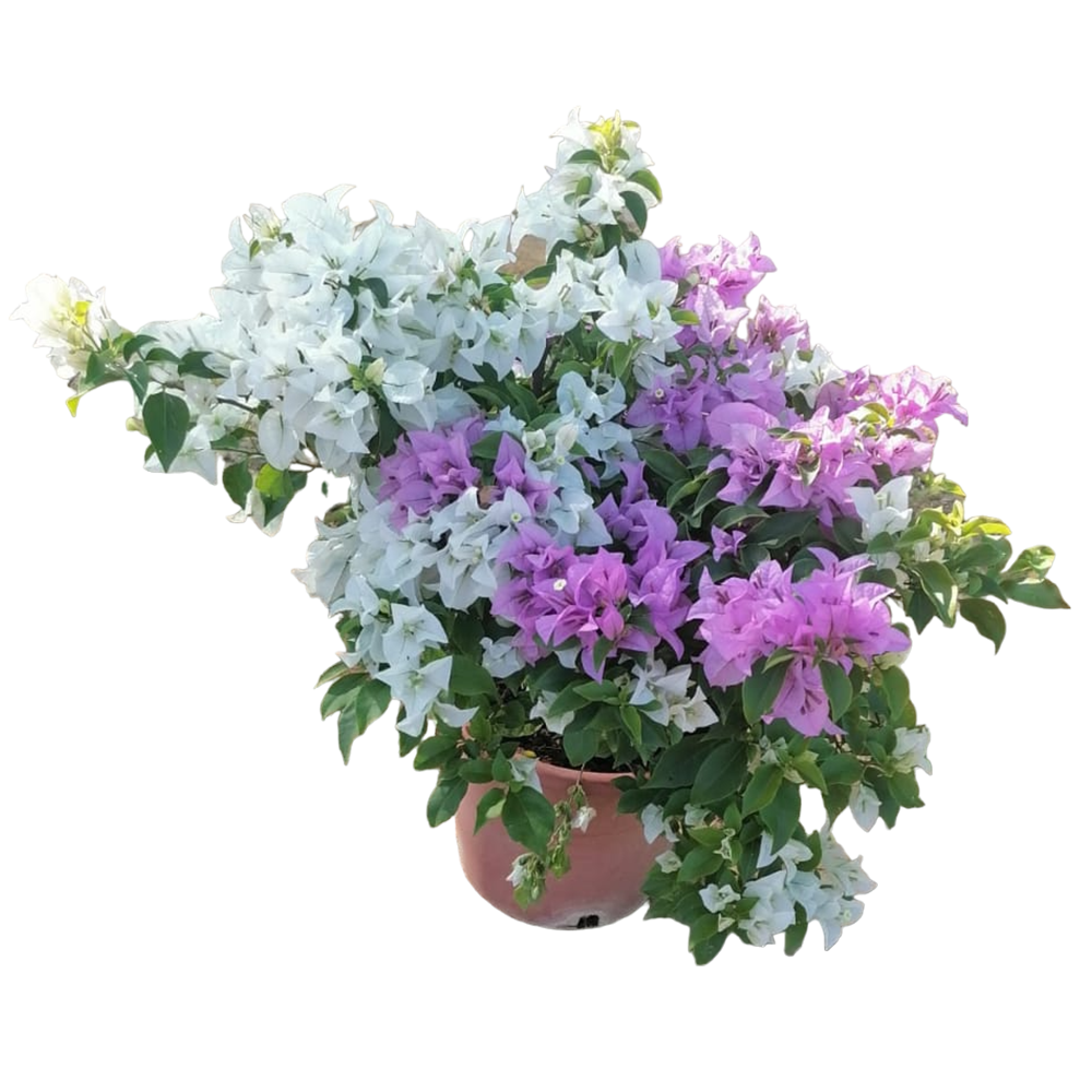 Bougainvillea - Purple White