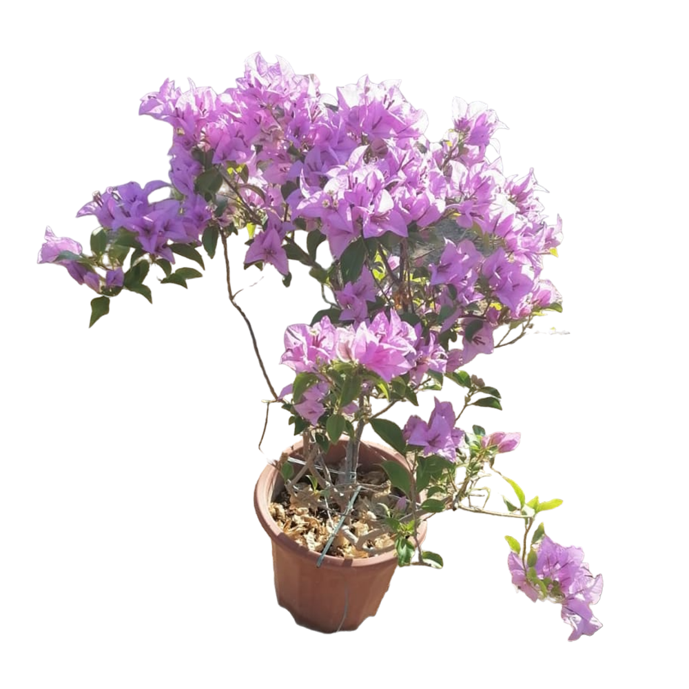 Bougainvillea Glabra -Purple