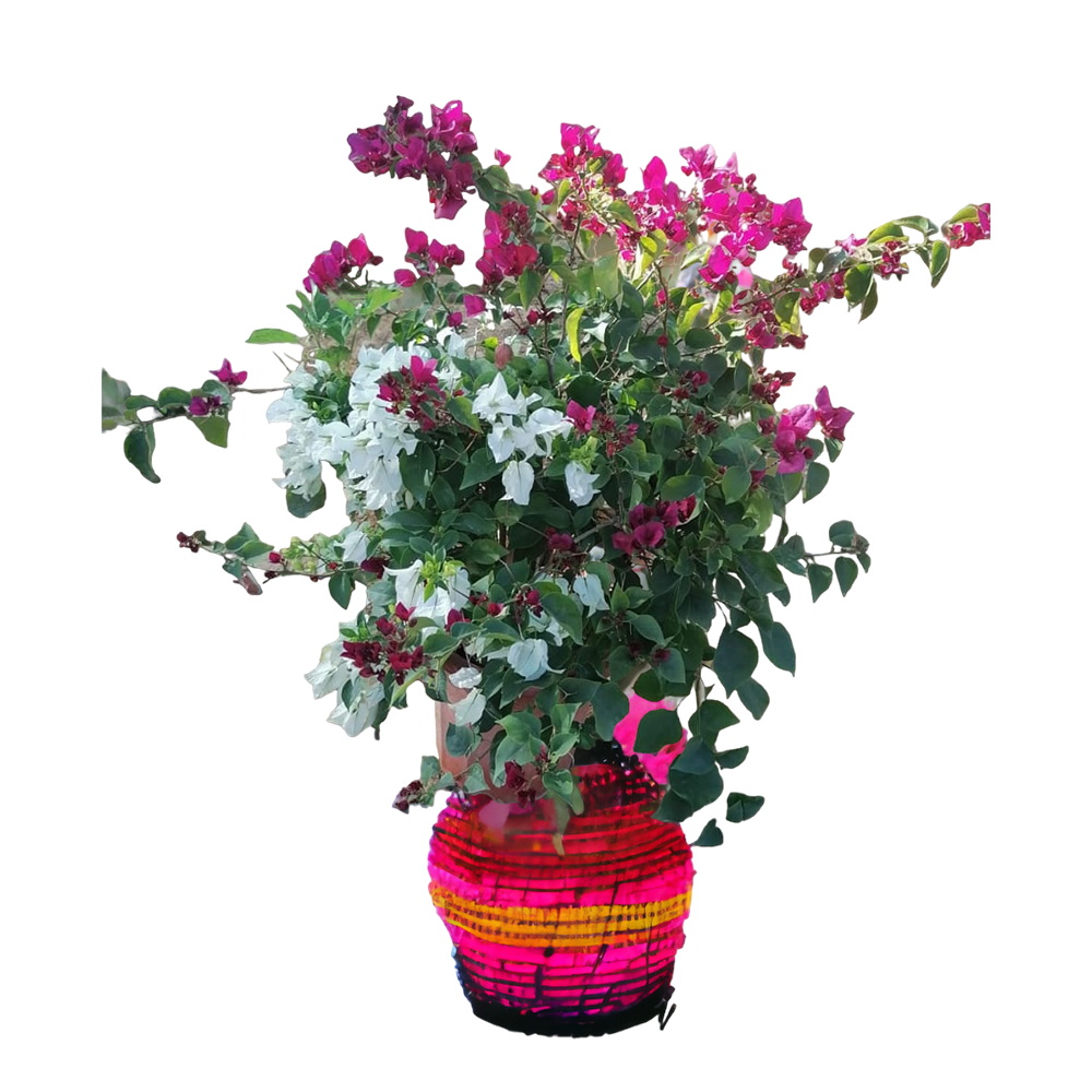 Bougainvillea - White Pink Red