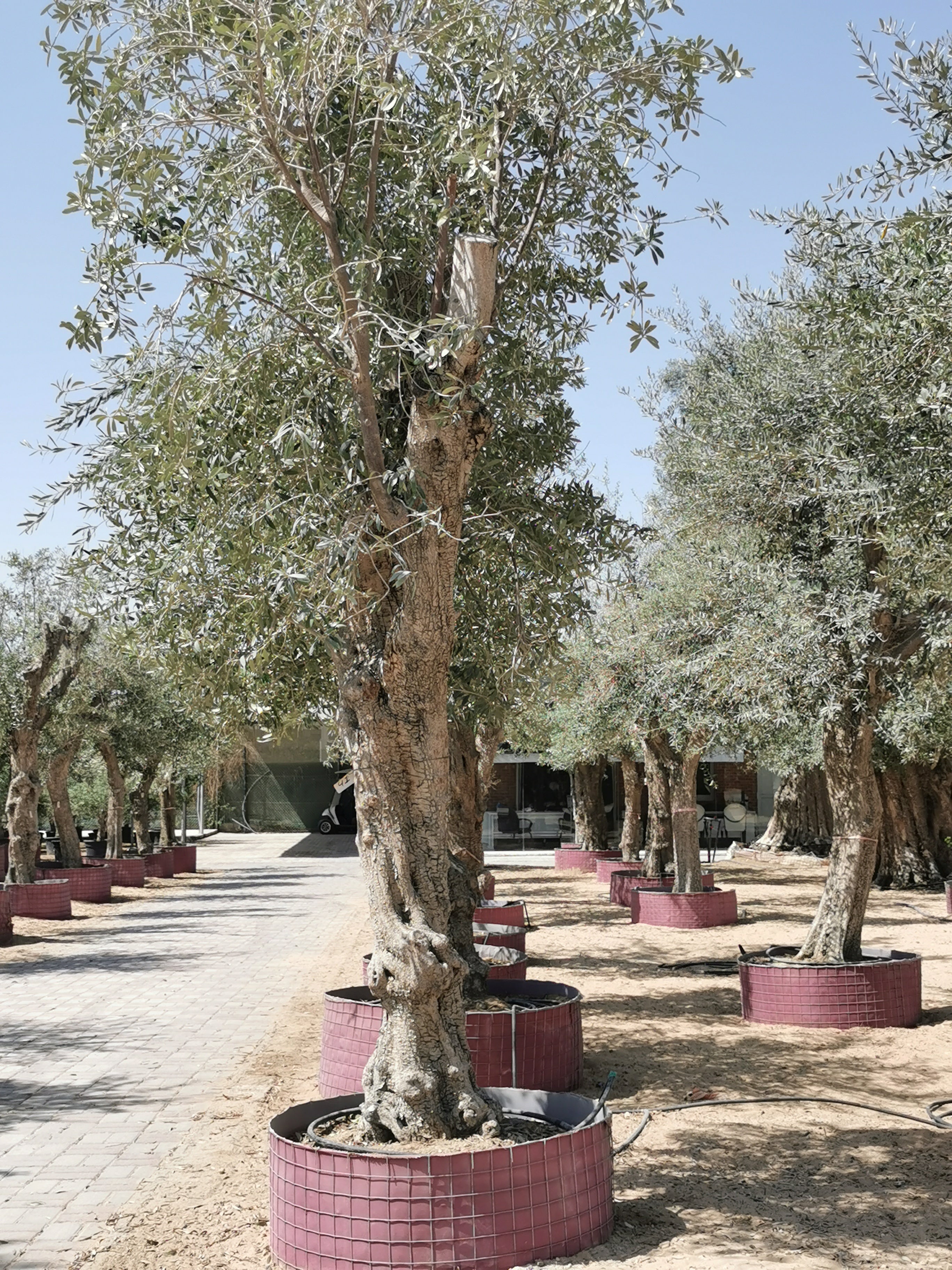 Olea Europaea big size