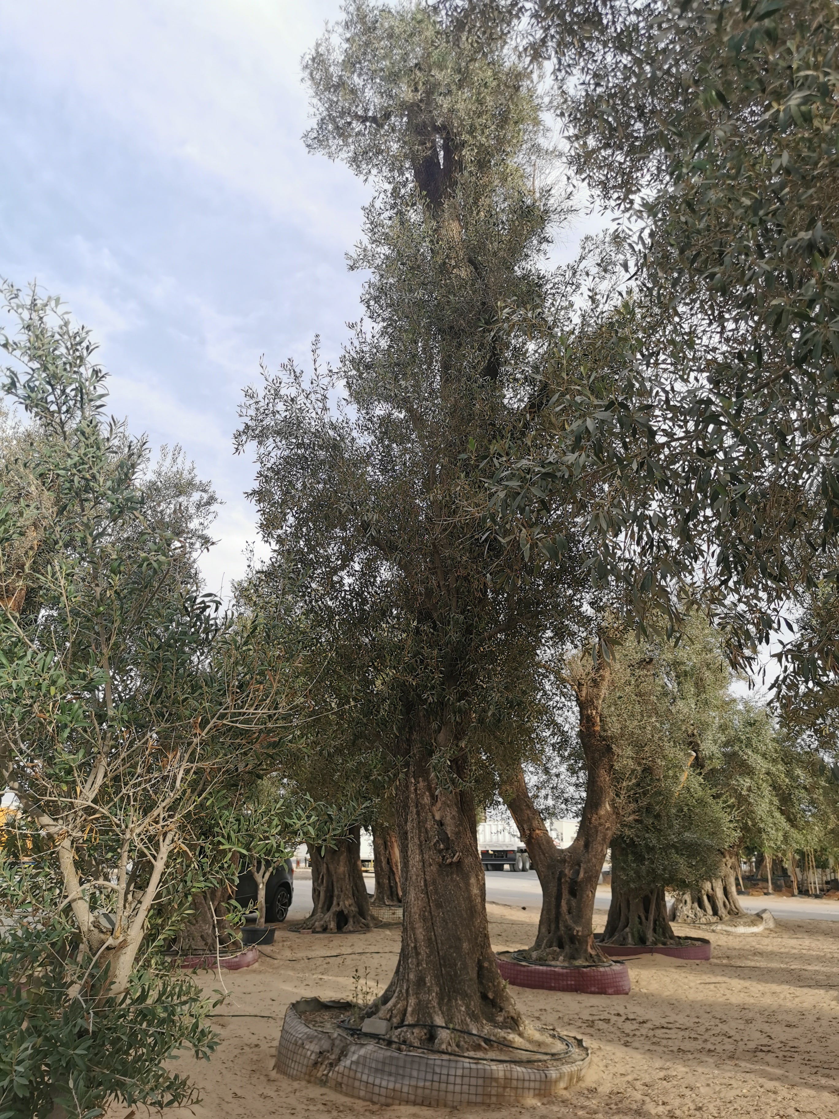 Olea Europaea big size