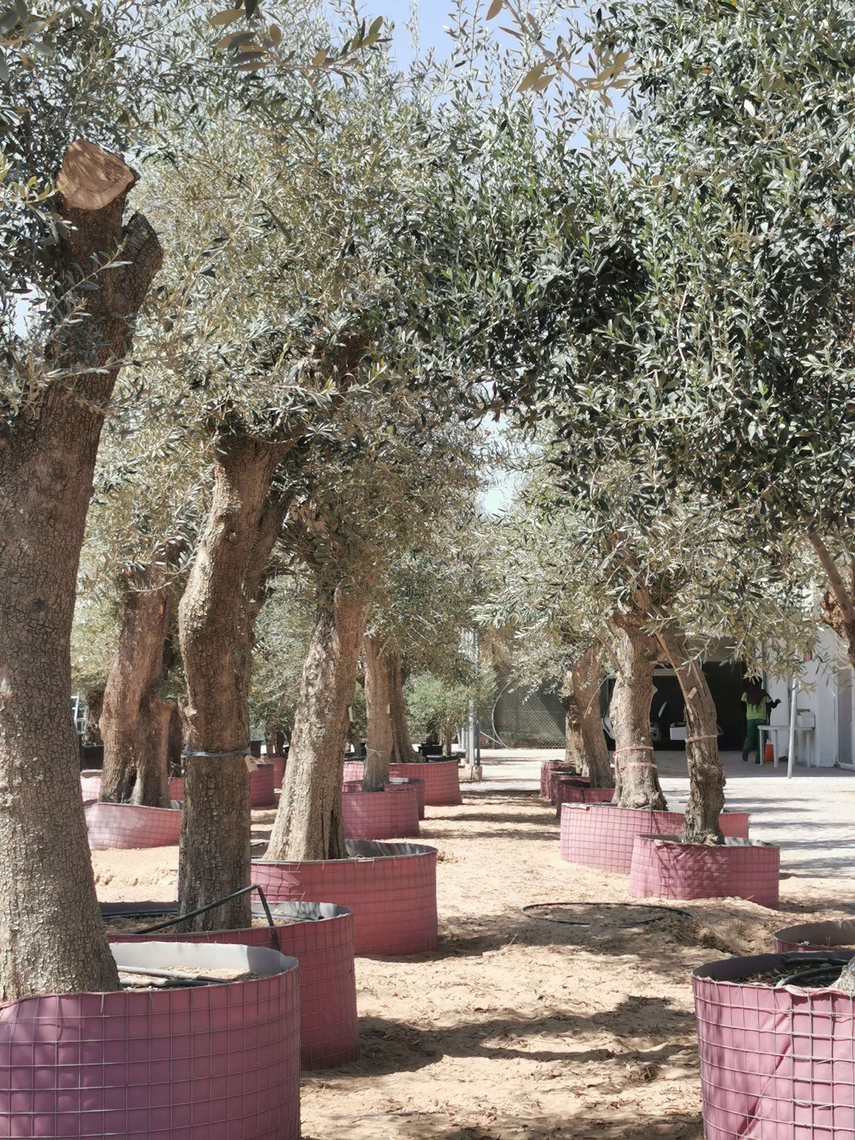 Olea Europaea big size